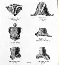 beaverhatC017338