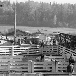cattle auction