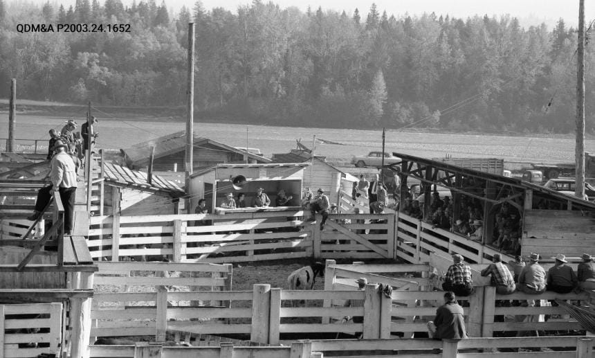 cattle auction